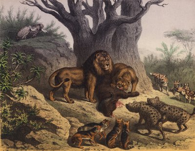 Animales del Cabo de Buena Esperanza (litografía en color) de European School