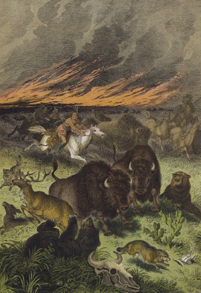 Animales de las praderas de América del Norte de European School