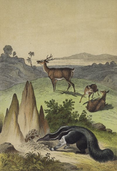 Animales de las Pampas sudamericanas de European School