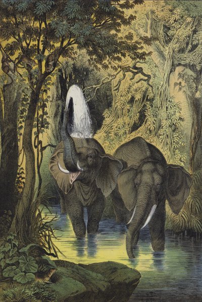 Animales de los bosques pantanosos del Sudán de European School