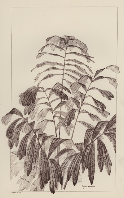Arenga Saccaritlia (litho) de European School