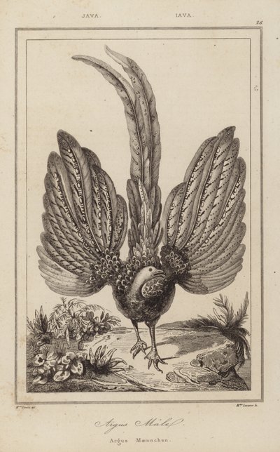 Argus Malel, Argus Maennchen de European School