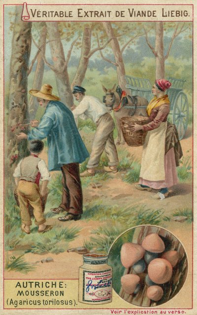 Austria: seta de San Jorge (Agaricus torilosus) de European School