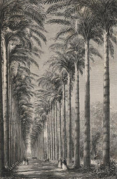 Avenida de palmeras en el Jardín Botánico de Río de Janeiro (grabado) de European School