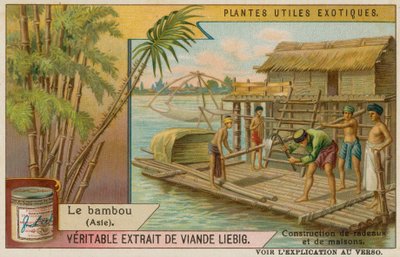 Bambú de European School