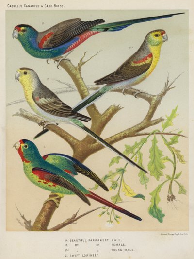 Hermoso periquito, macho, hembra, macho joven, loro vencejo (litografía en color) de European School