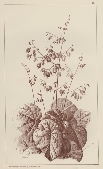 Bigonia (litografía) de European School