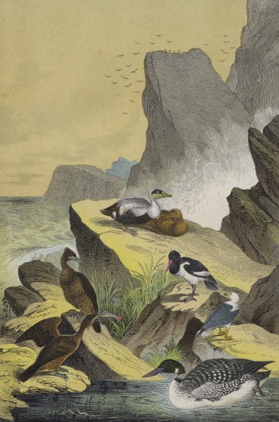 Aves de las costas del norte de Europa de European School