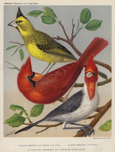 Cardenal crestado negro o verde, cardenal crestado rojo, pico picapinos o ruiseñor de Virginia (litografía en color) de European School