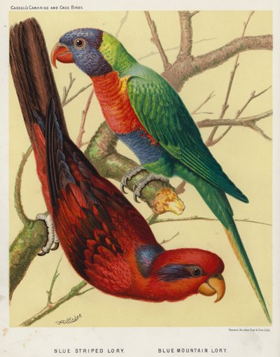 Lory de rayas azules, Lory de montaña azul (litografía en color) de European School