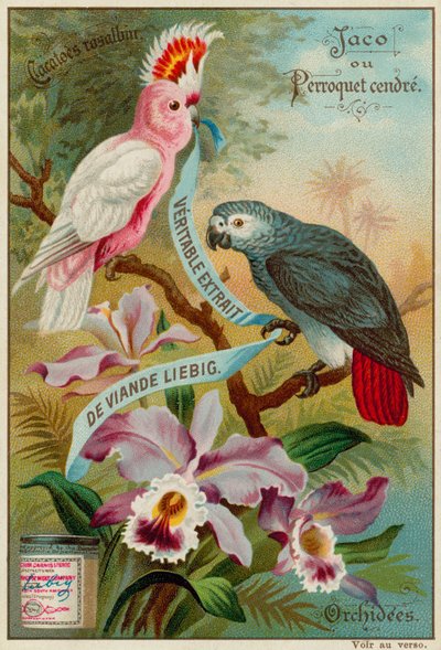Cacatúa rosada, loro cenizo y orquídeas de European School