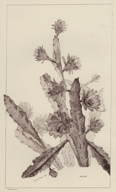 Cactus (litografía) de European School