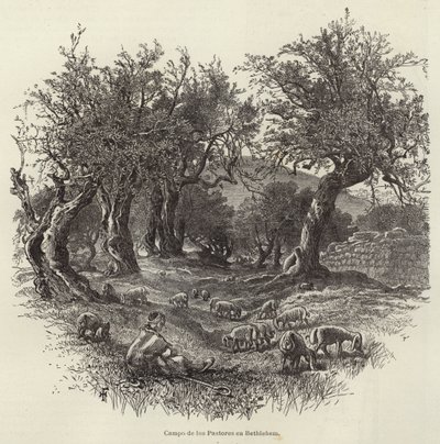 Campo de los Pastores en Belén de European School