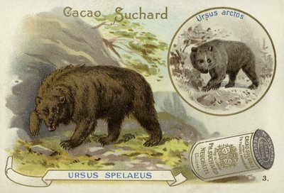 Oso de las cavernas y oso pardo de European School