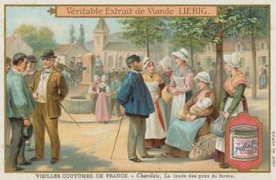 Charolais de European School