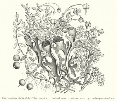 Plantas nutricionales principales de los países polares de European School