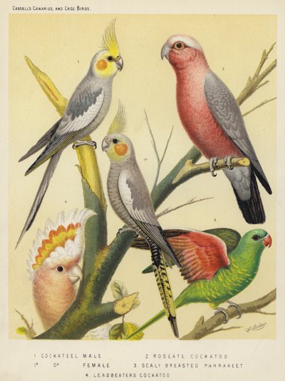 Cacatúa, Macho, Hembra, Cacatúa rosada, Cacatúa de pecho escamoso, Cacatúa de plomo (litografía en color) de European School