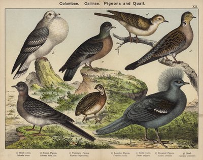 Columbae, Gallinae, Palomas y Codornices (litografía en color) de European School