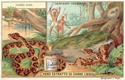 Cabeza de cobre de European School