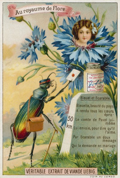 Aciano y escarabajo de European School