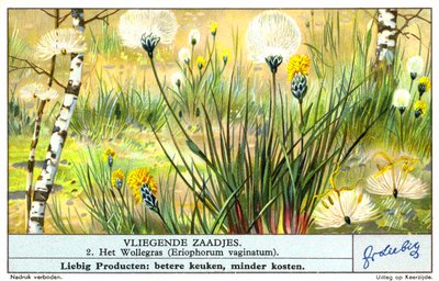 Pasto algodonero (Eriophorum vaginatum) (cromolito) de European School