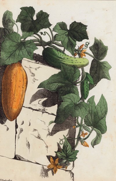 Planta de pepino (litografía en color) de European School