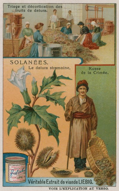 Datura de European School