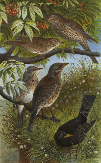 Zorzales alemanes, zorzal común, zorzal charlo, zorzal real y mirlo de European School