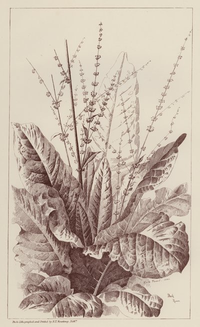 Dock, Rumex (litho) de European School