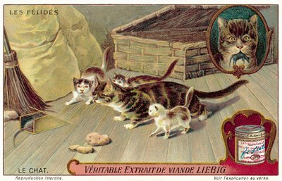 Gato Doméstico de European School