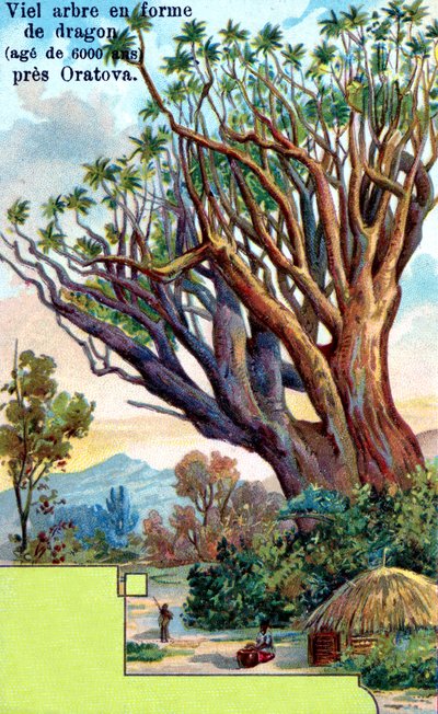 Árbol del Dragón en la Orotava, Tenerife de European School