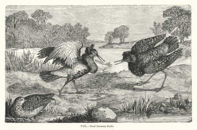Duelo entre Ruffs (grabado) de European School