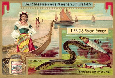 Anguila, sardina y anchoa de European School