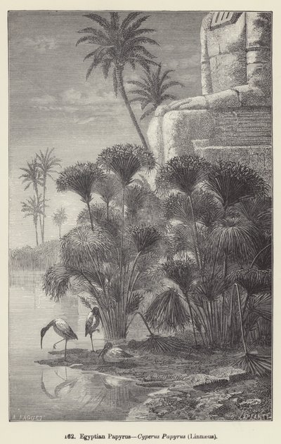 Papiro egipcio, Cyperus Papyrus, Linnaeus de European School
