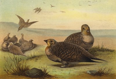 Gallina de Guinea de European School