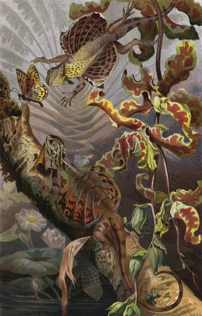 Dragón Volador de European School