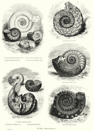 Fósiles de ammonites y nautilus (litografía) de European School