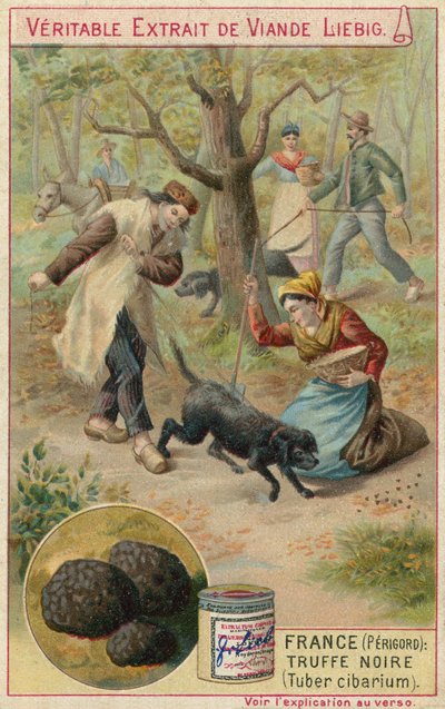 Francia (Périgord): trufa negra (Tuber cibarium) de European School