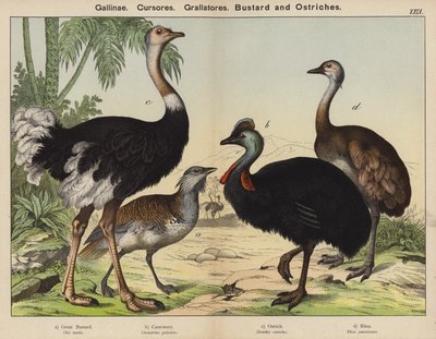 Gallinae, Cursores, Grallatores, Avutarda y Avestruces (litografía a color) de European School