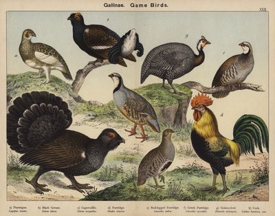 Gallinae, aves de caza de European School