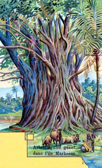 Higuera gigante en la bahía de Anna Maria, Nuku Hiva, Islas Marquesas de European School