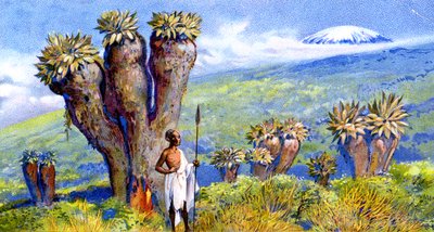 Giant Groundsel, Kilimanjaro, África de European School