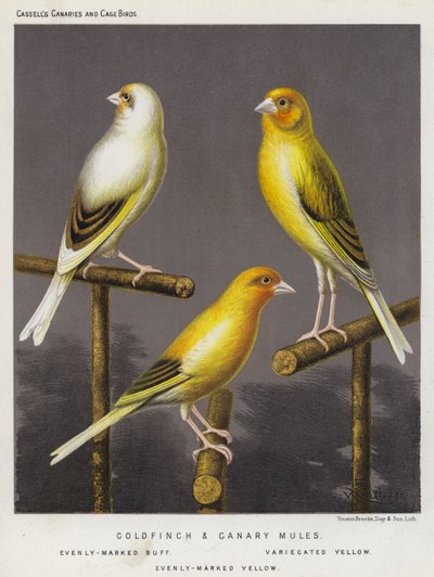 Jilguero y Canario Mules, Evenly-Marked Buff, Variecated Yellow, Evenly-Marked Yellow (litografía en color) de European School
