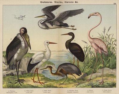 Grallatores, cigüeñas, garzas (litografía en color) de European School