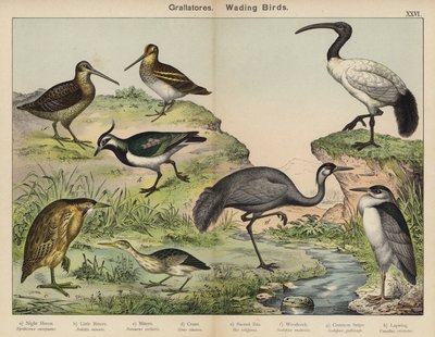 Grallatores, aves zancudas (litografía en color) de European School