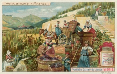 Cosecha de uvas en Francia de European School