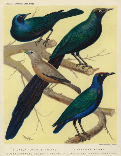Estornino pinto verde, Mynah malabar, Estornino pinto de cabeza morada, Estornino pinto de cola larga (litografía en color) de European School