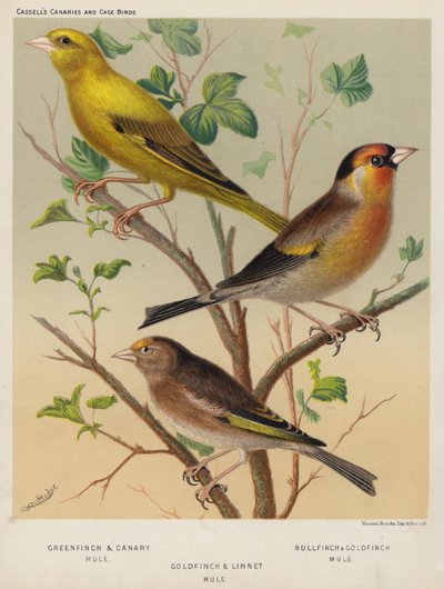 Mula de verderón y canario, Mula de camachuelo y jilguero, Mula de jilguero y pardillo (litografía en color) de European School