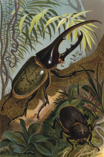 Escarabajo Hércules de European School