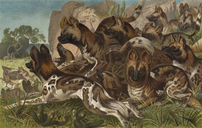 Hianenhund de European School